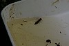 IMGP3156-libelle larve.JPG